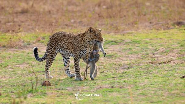 El fotógrafo Igor Altuna ha compartido los detalles de la impactante escena