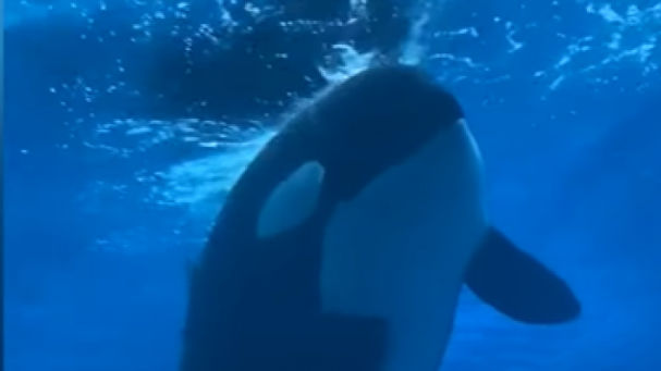 Muere Kiska, la orca más triste y torturada del mundo&nbsp;