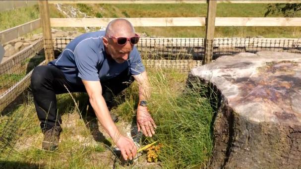 Hallados ocho brotes en el árbol sicómoro más icónico de Inglaterra