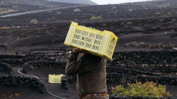 Vendimia de invierno&nbsp;