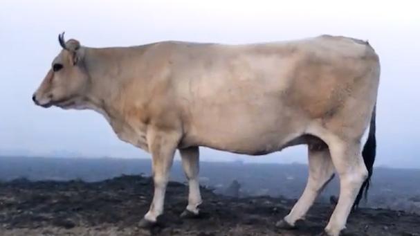 Tierra de ganaderos&nbsp;