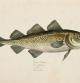 The Atlantic cod is a benthopelagic fish of the family Gadidae, widely consumed by humans. It is also commercially known as cod or codling.
Engraving of Atlantic cod ( Gadus morhua ) from 1785
Original edition from my own archives