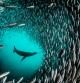 León marino de las Galápagos. La foto está tomada en la Isla Isabela (islas Galápagos), en el momento en que quedó enmarcado por un banco de peces