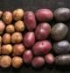 Distintas variedades de patatas