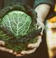 Un agricultor sujetando una col rizada