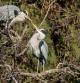 Colonia de garza real en Les Masies de Voltregà.