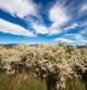 Bellos y blancos espinos de primavera, que abundan en los márgenes de los campos.