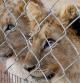 Dos cachorros de león criados en unas instalaciones en Sudáfrica.