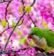 Retrato de una cotorra argentina sobre un árbol florecido.