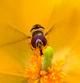 Sírfidos, la mosca de las flores con aspecto de abeja.