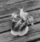 Claroscuro de un caracol cargando con dos más en su caparazón.