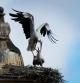 Nido de cigüeñas en la Catedral de Salamanca.