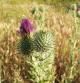 Cardo borriquero en el borde de los caminos de La Figuerosa.
