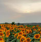 Campo de girasol en Verges.