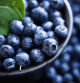 El consumo de arándanos silvestres podría apoyar la salud cardiovascular y metabólica