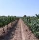 Los viñedos del celler La Torre del Veguer.