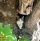 Un gato a la sombra de un árbol de Tarragona.
