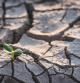 El cambio climático provoca fuertes sequías