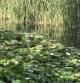 Los nenúfares en el Estany de Banyoles