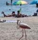 Flamenco paseándose por la playa del Arenal.