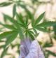 Imagen de recurso de una planta de marihuana