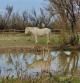 Caballo camarga en los Aiguamolls de l'Empordà.
