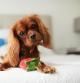 Un Cavalier King Charles Spaniel con un juguete