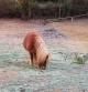 El poni del campo helado de Sant Fost de Campsentelles.