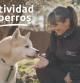 Consejos de la experta en educación canina Ingrid Ramón para conseguir un paseo tranquilo con tu perro: cómo tratar de mejorar los paseos con un perro reactivo a otros perros