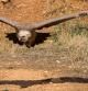 El buitre leonado alzando el vuelo.