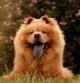 Chow Chow