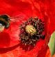 Abejorro en la amapola.