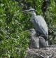 Una garza real, también llamada bernat pescador, protege a sus crías en el nido.