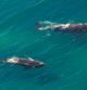 Whales: Mother and Calf off the shore in St Lucia, South Africa one of the top Safari Tour destinations. Aerial view.