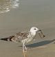 Gaviota con un vaso en la playa de Roses.