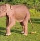 Única imagen del joven elefante blanco difundida por el gobierno de Birmania  .