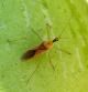 Zelus renardii chinche asesina
