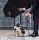 Muchos hoteles pet-friendly disponen de un servicio de Pet Concierge para satisfacer las necesidades de las mascotas en cualquier momento