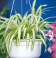 Chlorophytum comosum, Spider plant in white hanging pot / basket, Air purifying plants for home, Indoor houseplant, Hanging plant, Vertical wall garden, Houseplants With Health Benefits concept