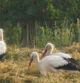 Las cigüeñas del Empordanet.