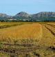 Campo de arroz en Pals a punto para la cosecha.