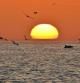 El amanecer de los delfines en Fuengirola.