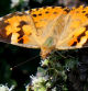 La Vanessa cardui en el huerto del monasterio de Pedralbes.