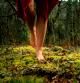 Una mujer pasea descalza por un bosque. Los pequeños placeres cotidianos son mucho más beneficiosos que las extrañas búsquedas de objetos de consumo de última generación