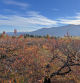 Otoño en el campo de cerezos de Céret.