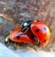 Mariquitas copulando en pleno invierno.