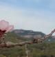 Almendro en flor en el Pla del Bonaire.