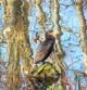 Cormorán en el río Fluvià.
