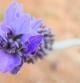 Flor de la Lavandula Dentata.