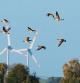 05 November 2022, Mecklenburg-Western Pomerania, Zielow: 05.11.2022, Zielow. Wild geese fly along the sky in front of wind turbines near Zielow, which is located in the Mecklenburg Lake District on the Mueritz River. Photo: Wolfram Steinberg/dpa Photo: Wolfram Steinberg/dpa (Photo by Wolfram Steinberg/picture alliance via Getty Images)